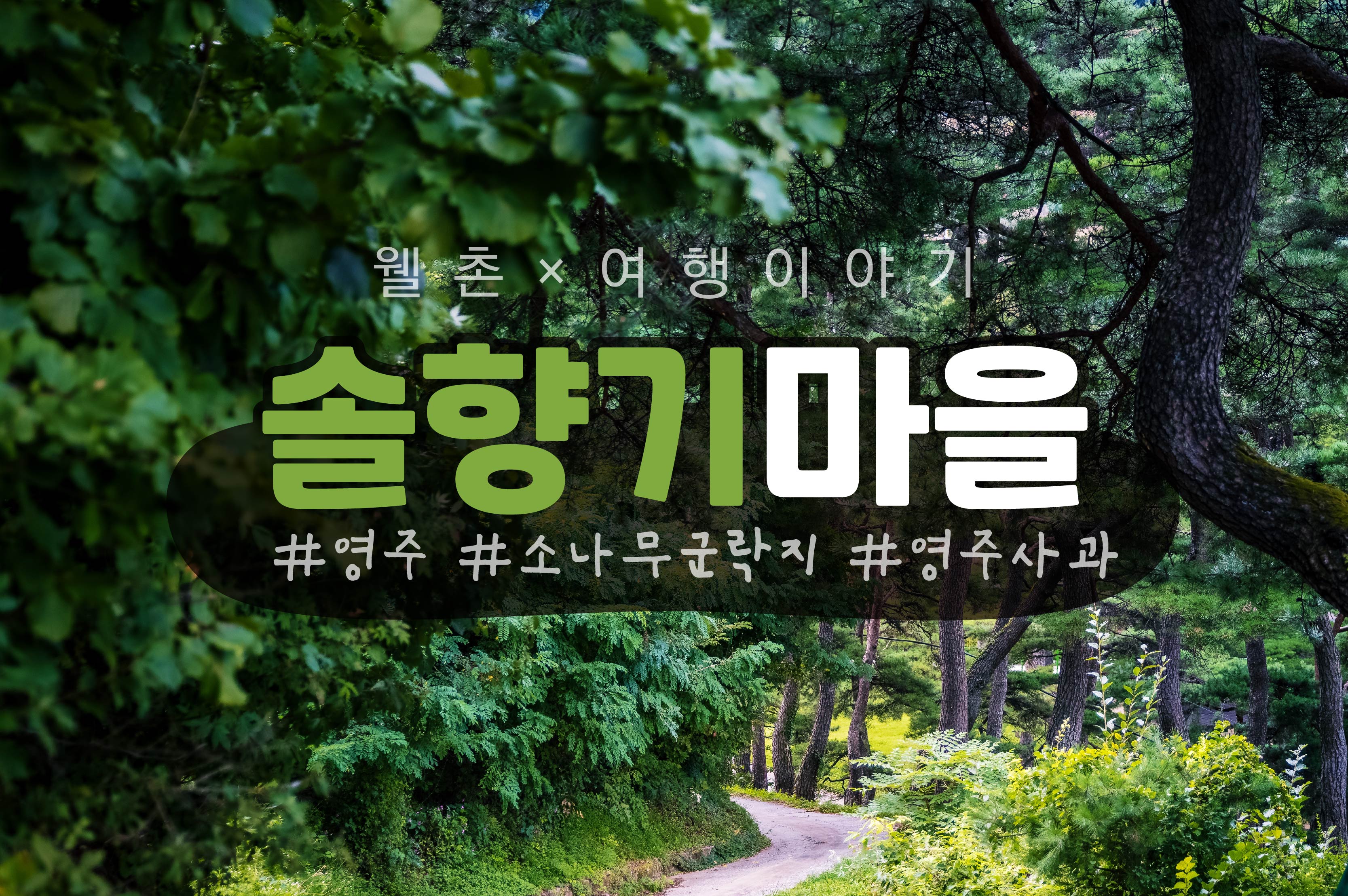  300년 노송 속으로, 경북 영주 솔향기농촌체험마을