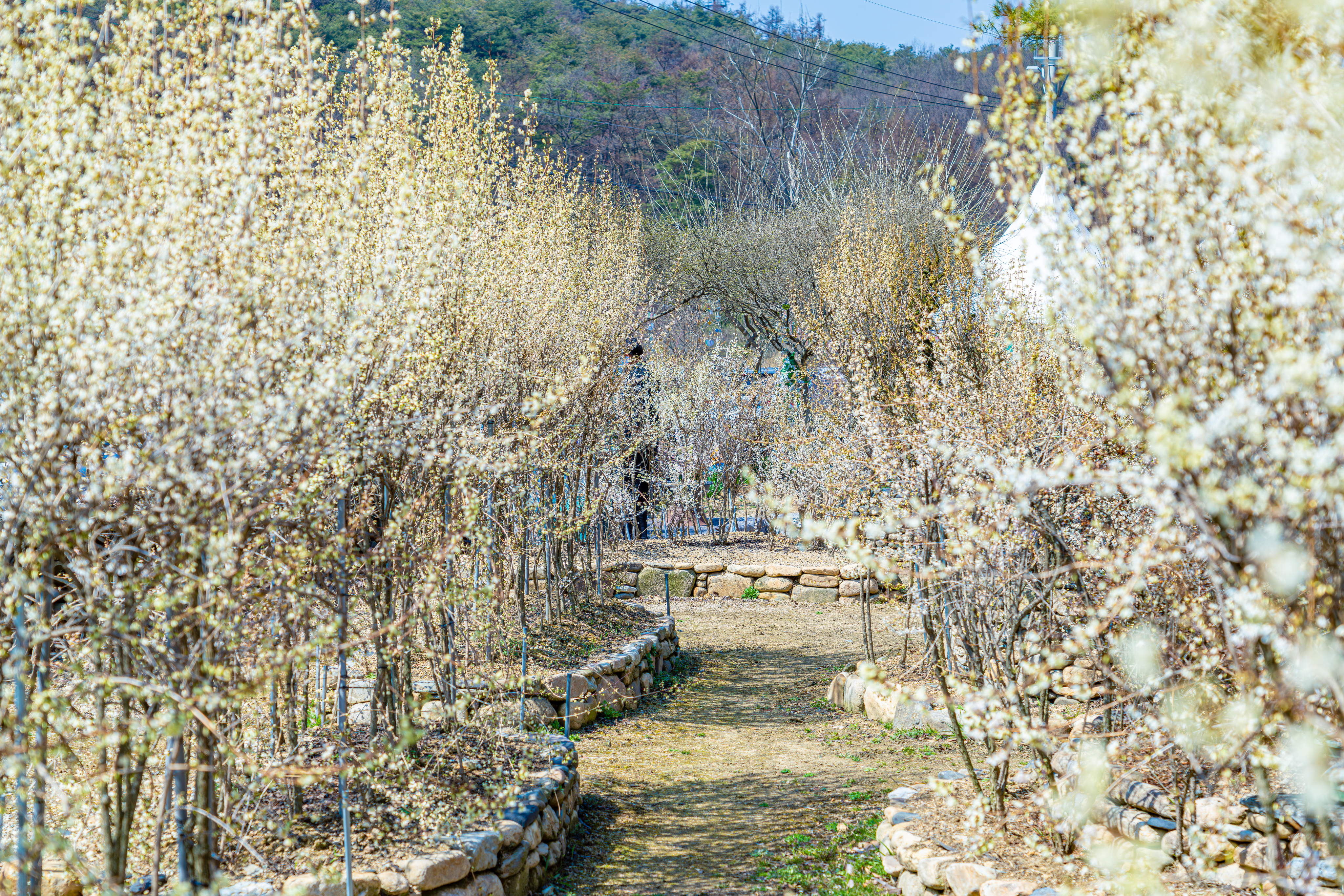 새하얀 꽃이 피는 봄날의 괴산, 미선나무마을