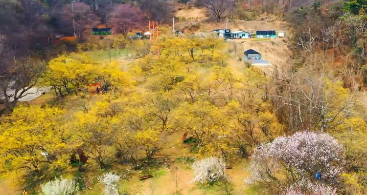 이천 산수유마을