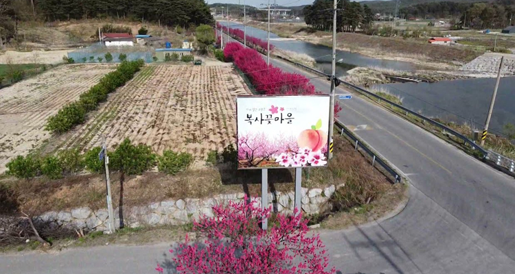 강릉 복사꽃마을
