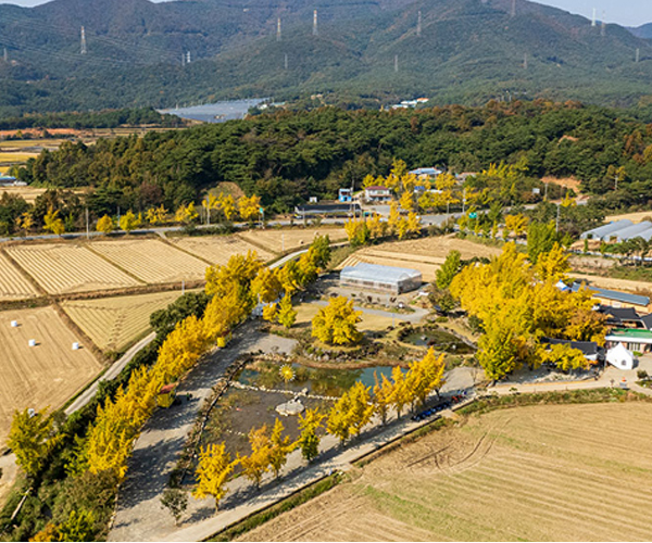 보령 청라은행마을