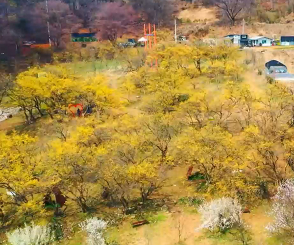 이천 산수유마을