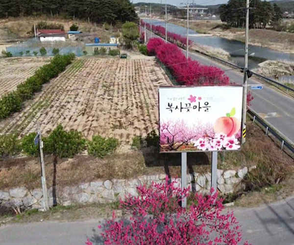 강릉 복사꽃마을