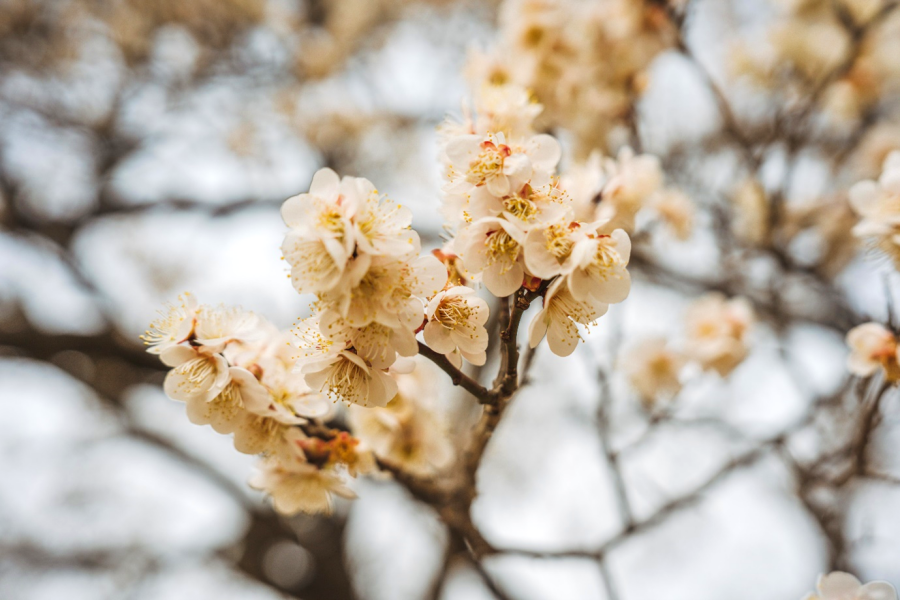 국립대전현충원