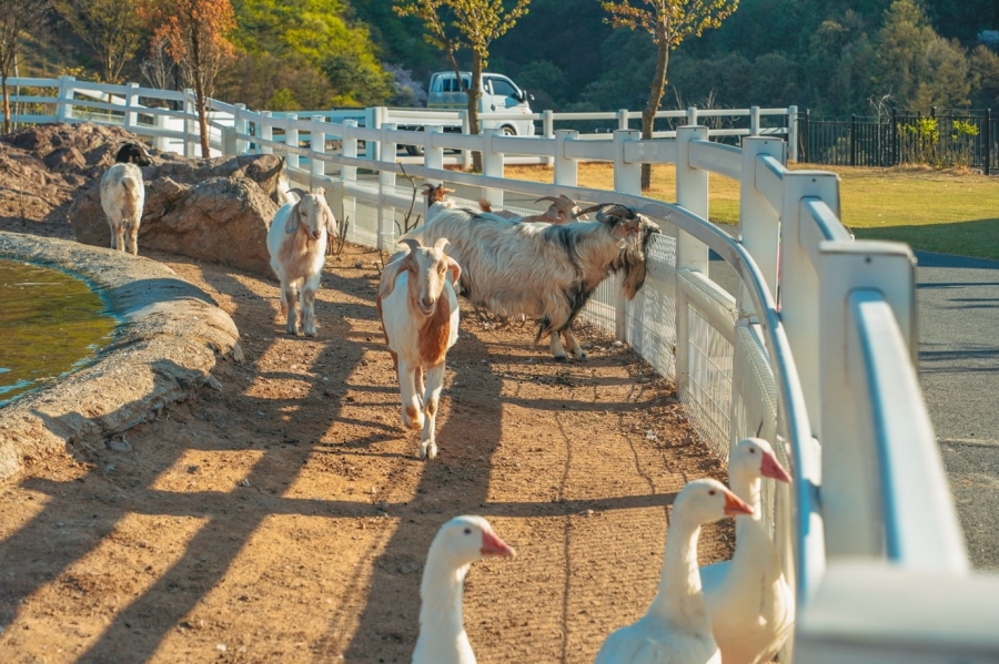 블랙스톤 벨포레 목장