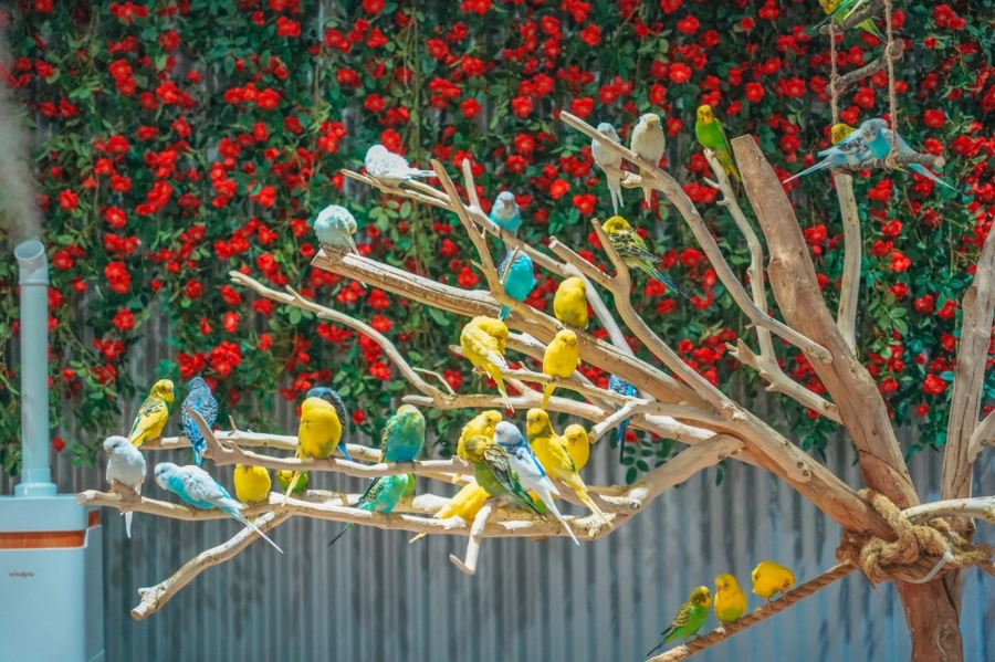 블랙스톤 벨포레 목장